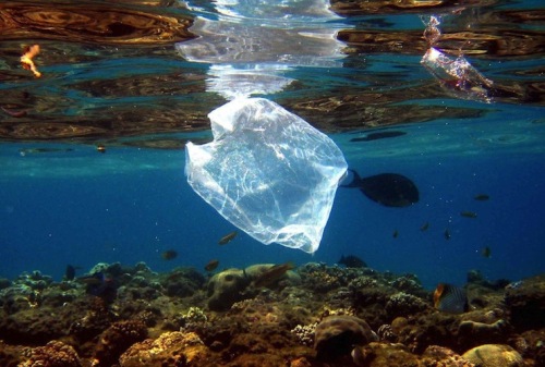 plastic_bag_sea